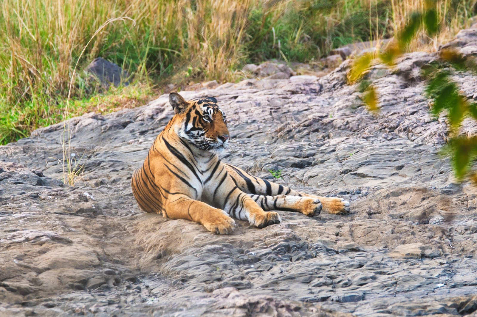 Sariska Tiger Images
