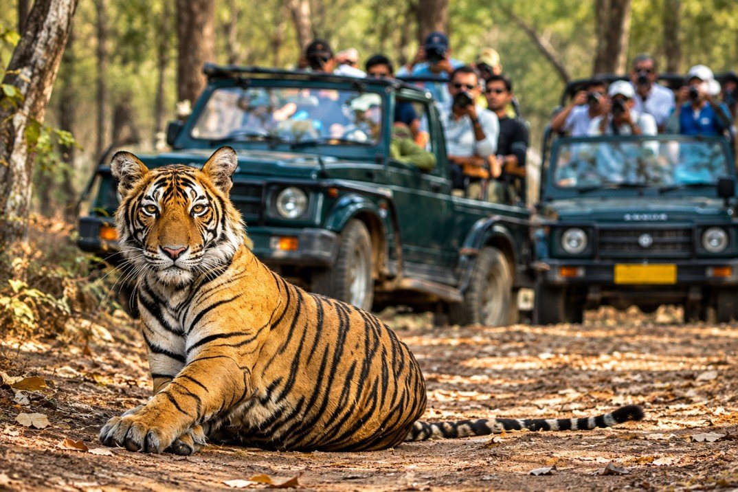 India Tiger Trails for First Time International Travelers