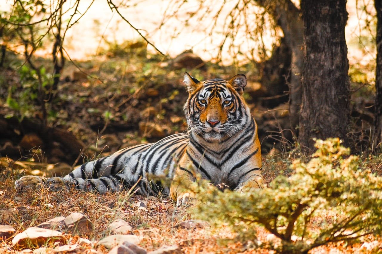 Amazing Facts You Need To Know About Bengal Tigers