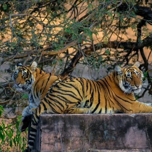 Ranthambore With Sitamata Wildlife Sanctuary