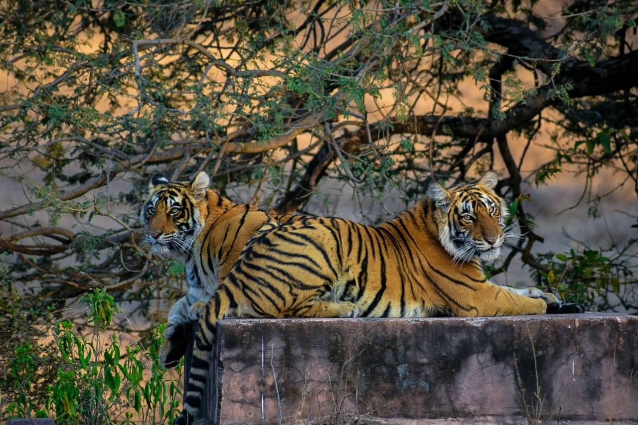 Ranthambore With Sitamata Wildlife Sanctuary