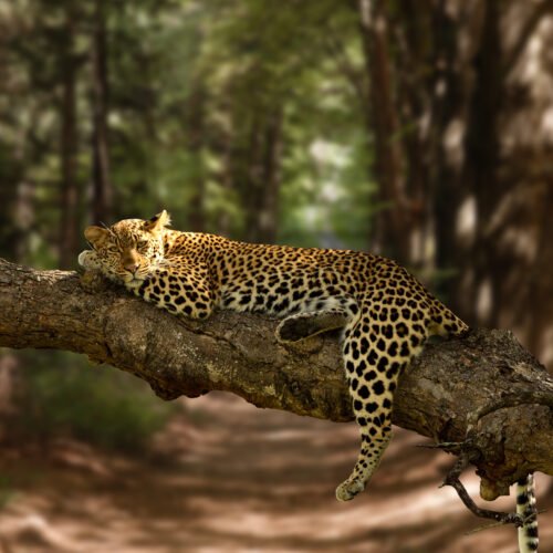 beautiful-shot-lazy-leopard-resting-tree-with-blurred-background