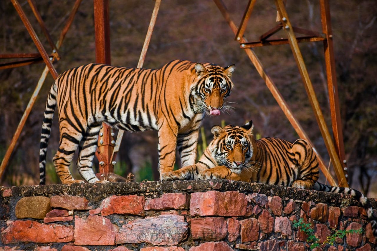 5 Major Attractions of Ranthambore Tiger Safari