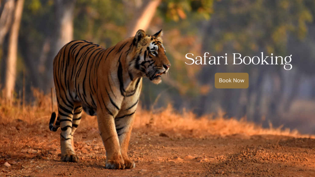 Safari Booking