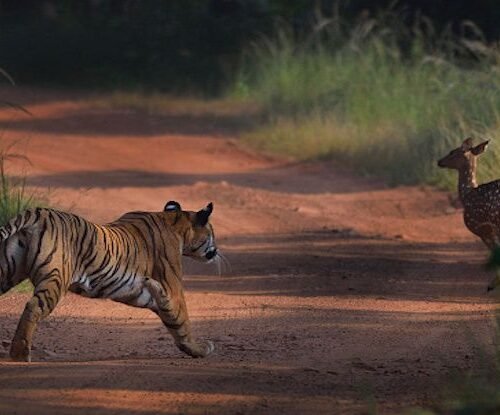 Tadoba-Andhari-Tiger-Reserve