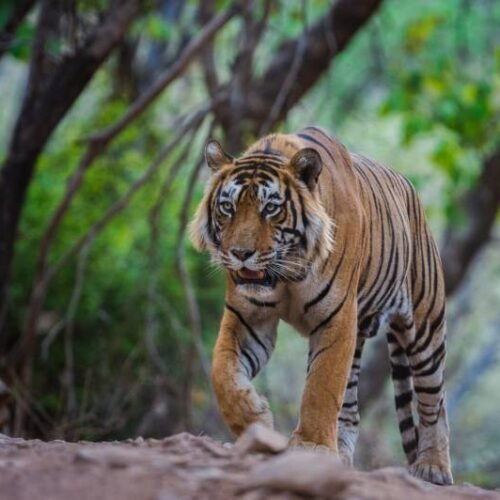 Mumbai Ranthambore Weekend Tour