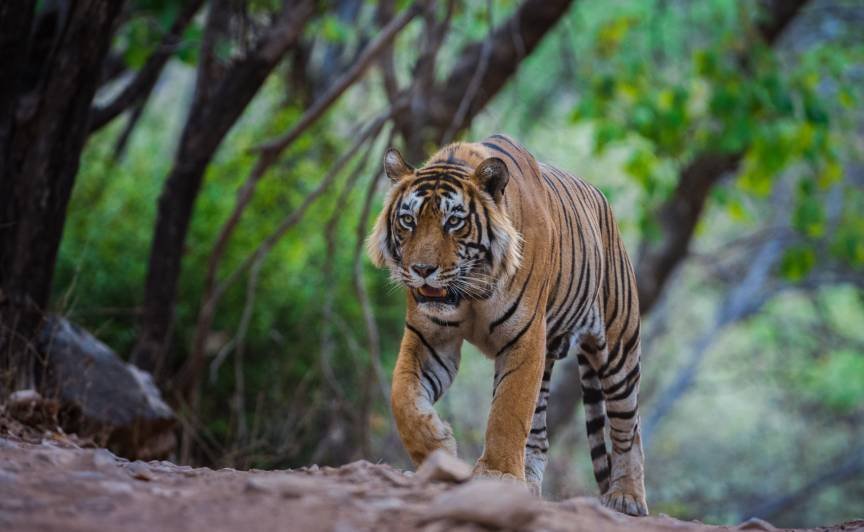 Mumbai Ranthambore Weekend Tour