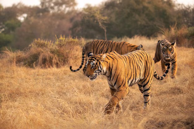 Ranthambore banner image