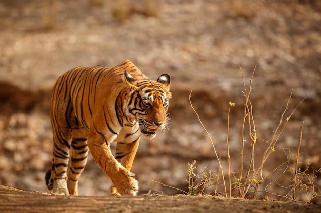 tadoba page image