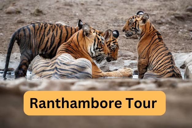 Header image of ranthambore tour