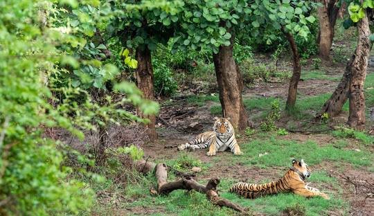 image of sariska national park