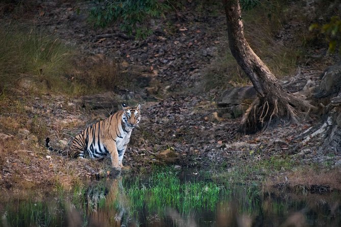 header image of pench national park