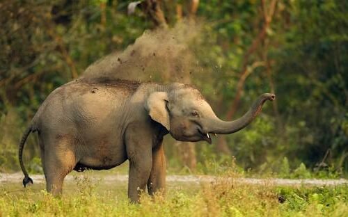 image of rajaji national park