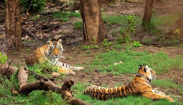 Sariska national park