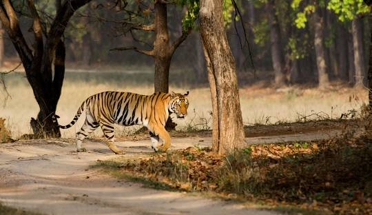 Kanha national park