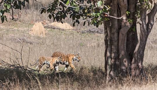 Kanha national park