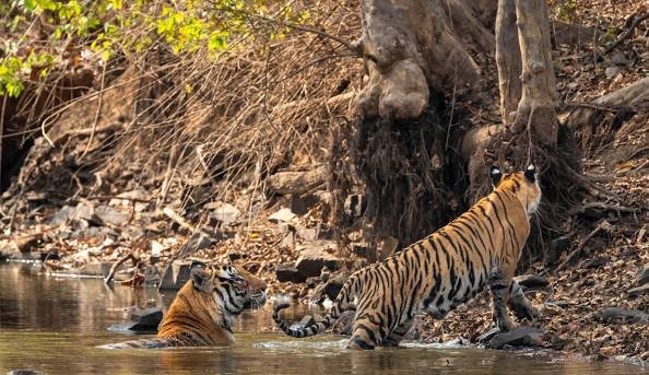 Header image of Panna national park