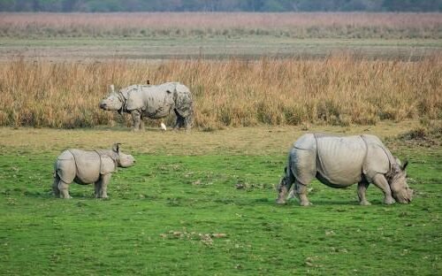 image of kaziranga national park