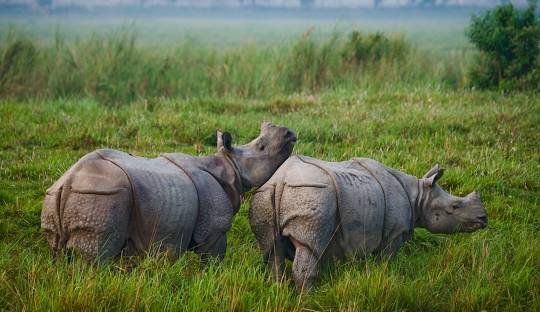 image of Kaziranga national park