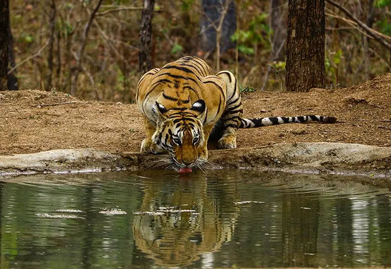 image of pench national park